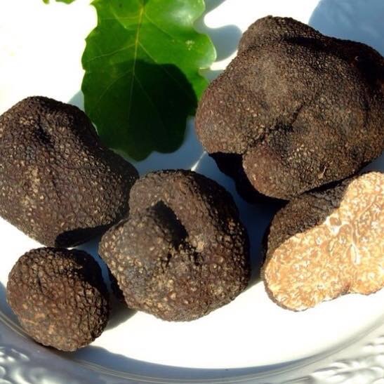 Truffes noires